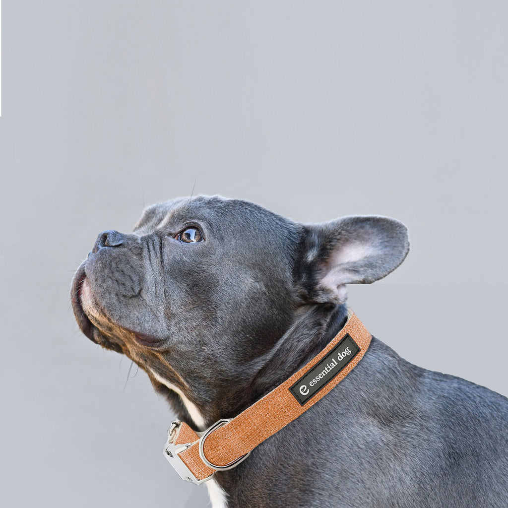 eco friendly dog collar-1
