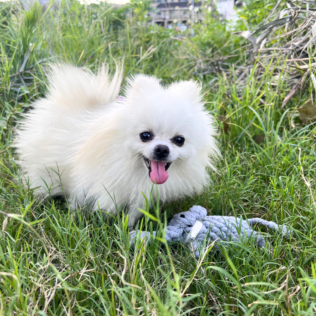 Ella the Elephant Rope Toy-2